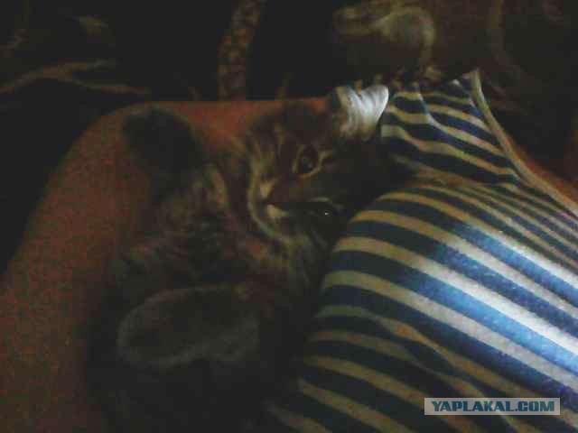 Котовторник 24.11.2015