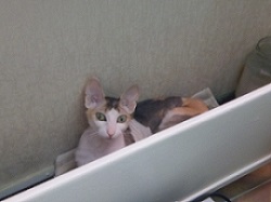 Кожаное зло