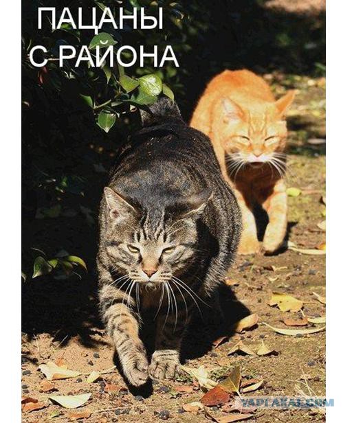 «Селфи-кот» и «братки с района»