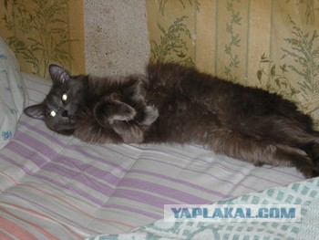 Котовторник 19.01.2016