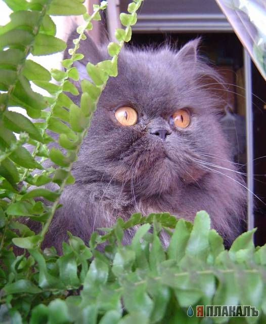Коты, кошки, котята