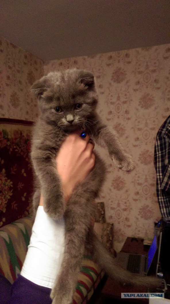 Наш засранец