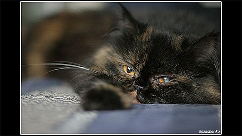 Коты, кошки, котята