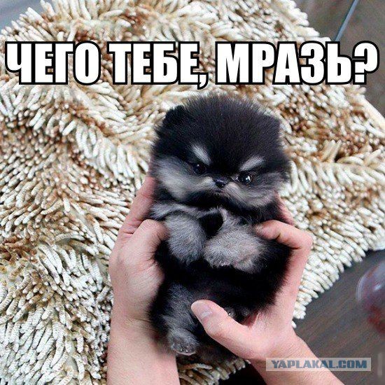 Картинки на пятницу