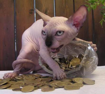 Коты, которые пытались что-то украсть
