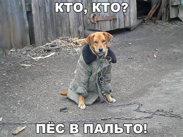 Прикольные животные
