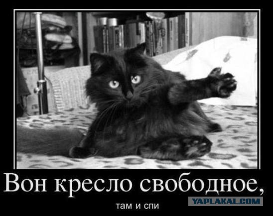 Как договориться с кошкой: практическое руководство