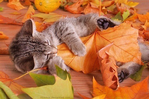 Прикольные животные