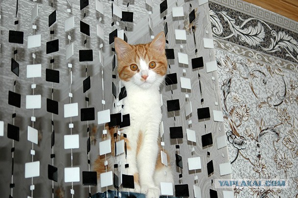 Выглядывающие коты