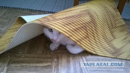 Котопрятки