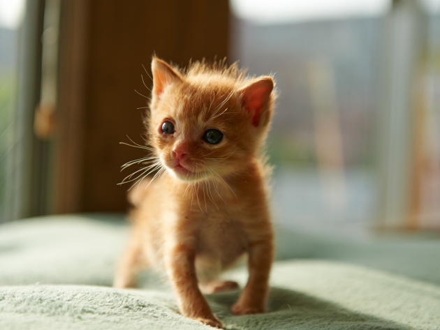 Коты из сети