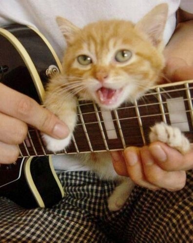 Коты из сети