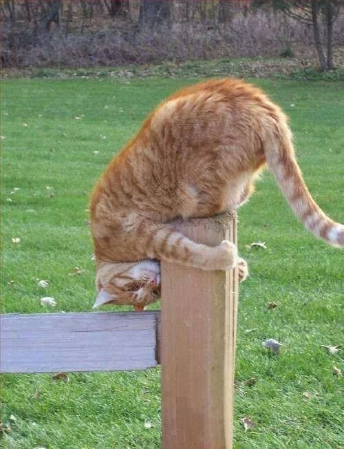 Коты и Кошки