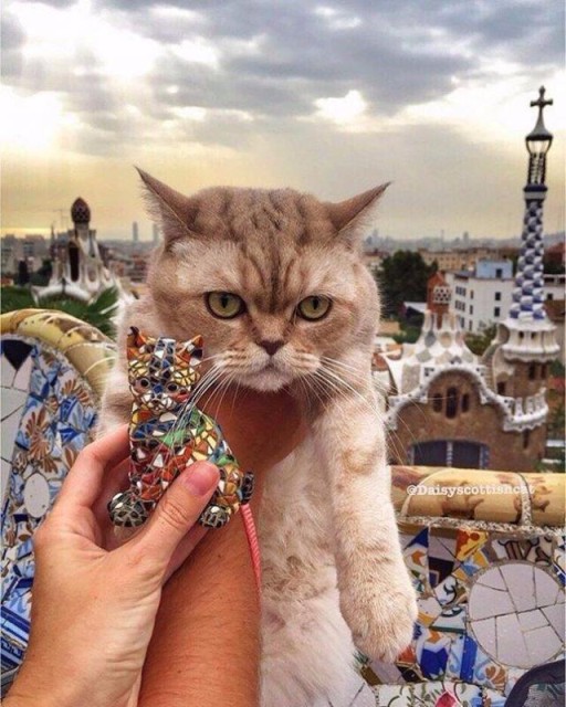 Коты и Кошки