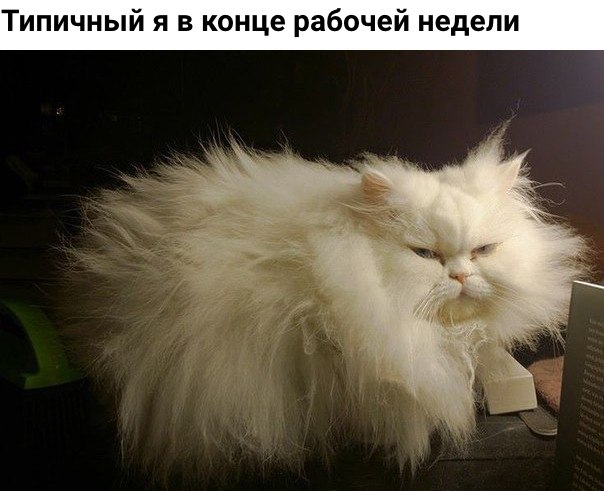 Коты и Кошки