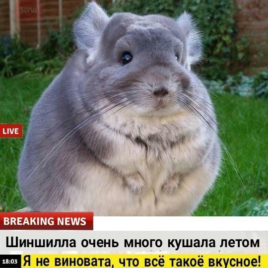 Подборка забавных животных