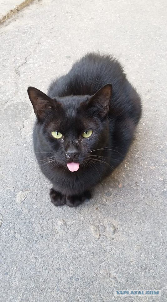 Котовторник  10.10.2017