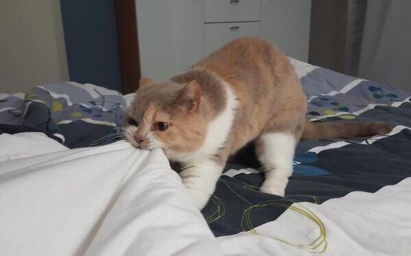 Коты и Кошки