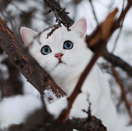 Фотобомбы котов