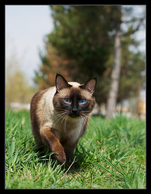 Котомет на вторник 08.04.08