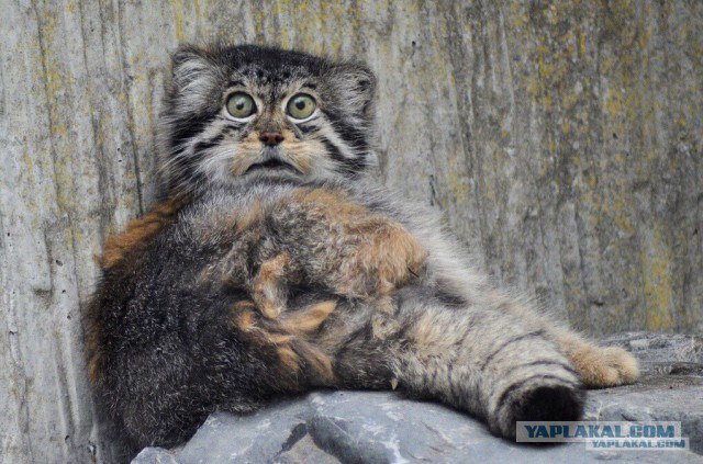 В новосибирском зоопарке котята манула впервые вышли на прогулку
