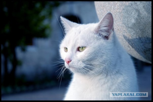 Котовторник на 03.02.2009