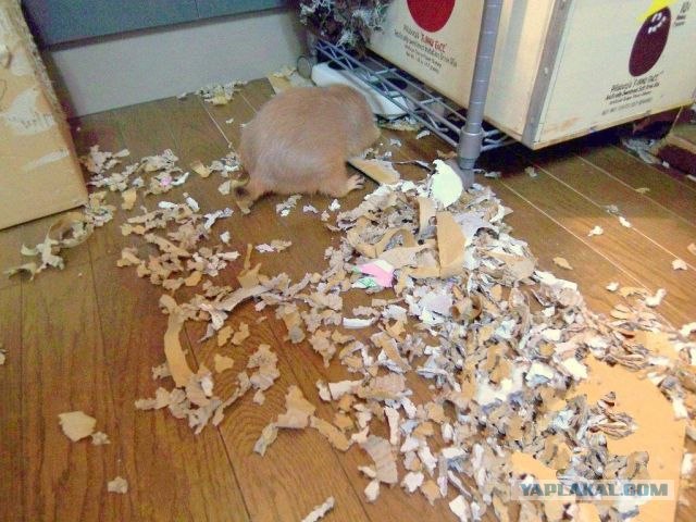 Маленькие разрушители