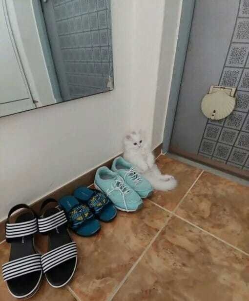 Прикольных котов пост