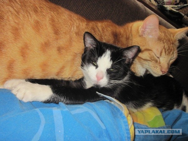 Котовторник 1.02.2011