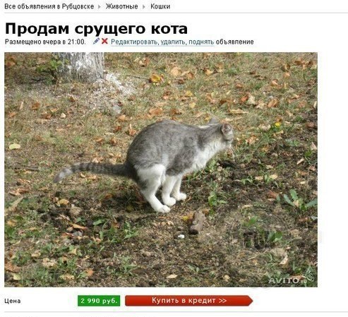 Немного милоты