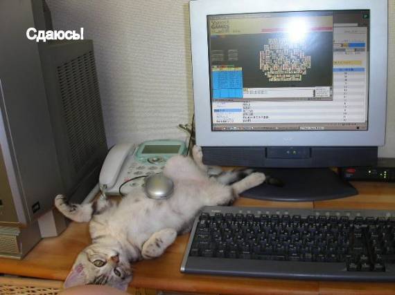 Котовторник