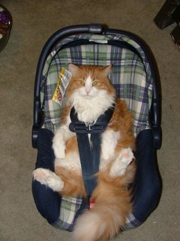 Котовторник на середину июня