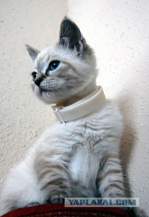 Котовторник в "КотоГетто"