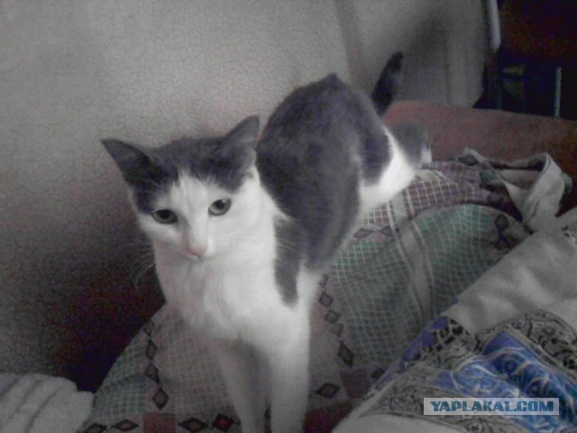 Котовторник!