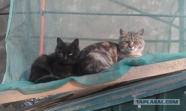 Котовторник 24.04.2012