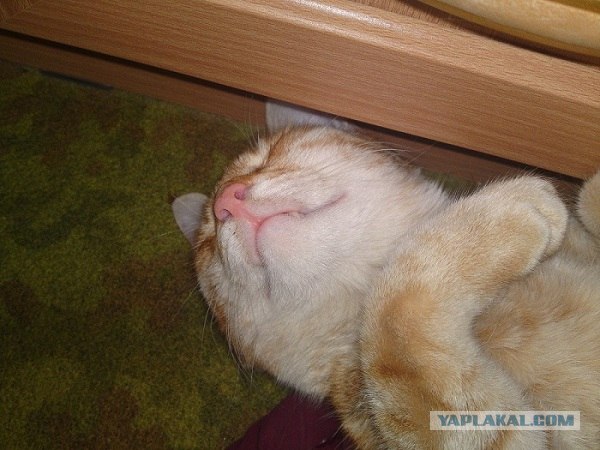 Котовторник   5.06.2012