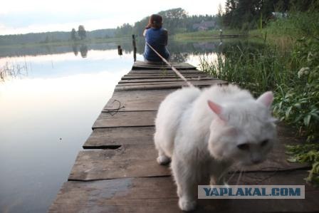 Котовторник  17.07.2012