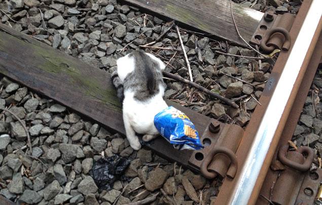 Машинист остановил поезд и спас котейку на рельсах