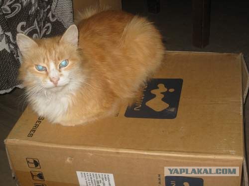 Котовторник ( 23.10. 2012. )