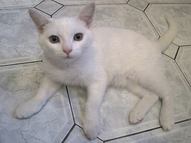 Три правила кота