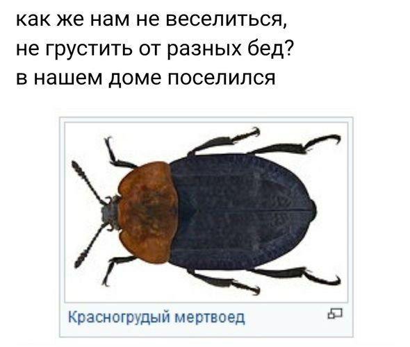 Не очень адекватный юмор