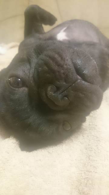 Собакочетверг. Нам сегодня 7 лет!
