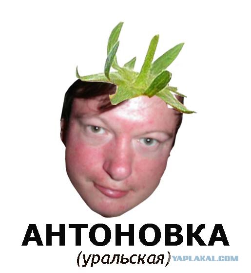 Фотожаба: Лето, фрукты, генетика!