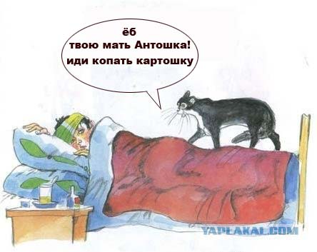 Кот, Антошка и порошок