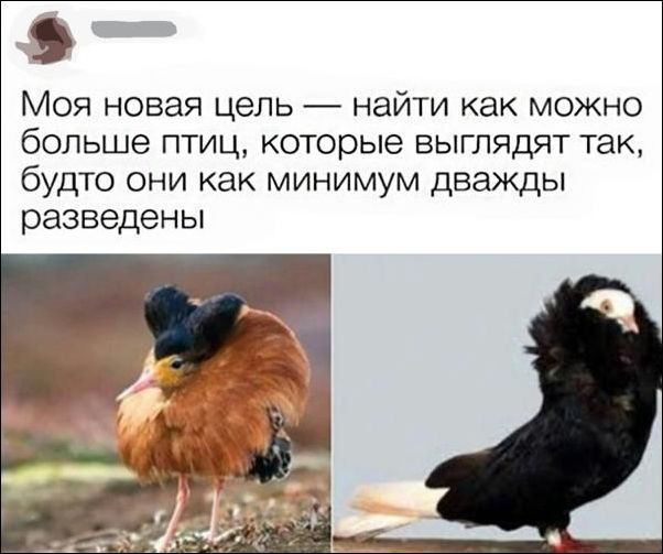Картинки и мемы для настроения 017