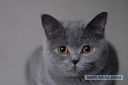 Драка сКотов