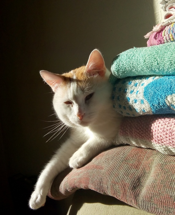 Котовторник (свои добавляем)
