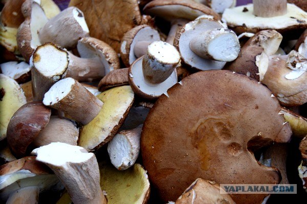 Осень в банках