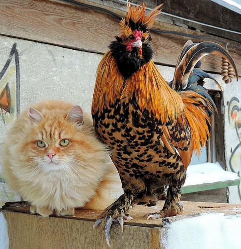 Чем кормят курочек в деревне