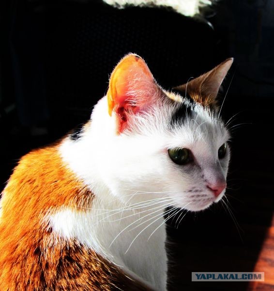 Котовторник 26.03.2013